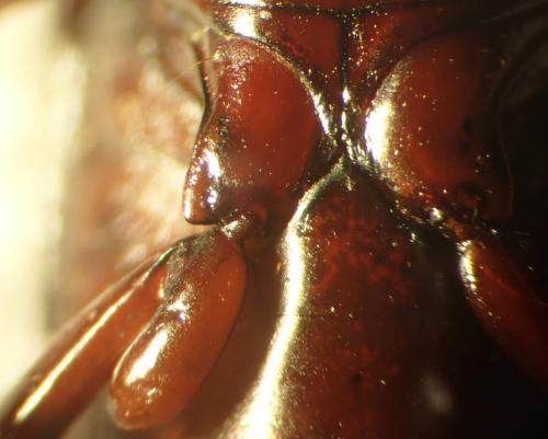 Réf. 349 042 : Laemostenus oblongus